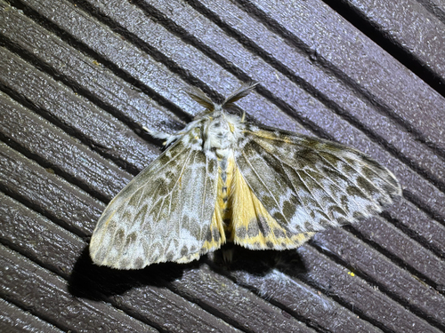 Pink Lymantria Moth