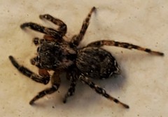 Mexigonus morosus
