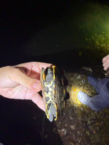 Chinese Pond Turtle