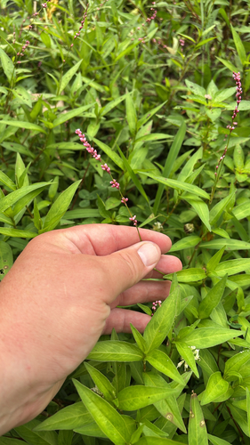 iNaturalist observation photo of low smartweed