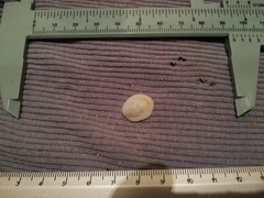 Pilosabia trigona