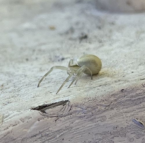 Goldenrod Crab Spider