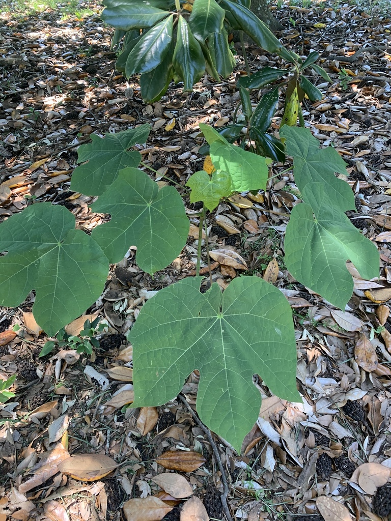 벽오동나무 from Redcliffe Rd, Beech Island, SC, US on 2020년... 오후 by honeycomb · iNaturalist 벽오동나무 (Firmiana simplex)