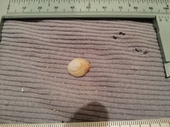 Pilosabia trigona