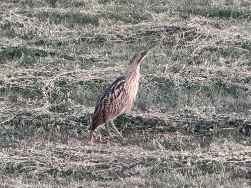 Eurasian Bittern