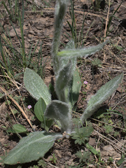 Senecio integerrimus exaltatus