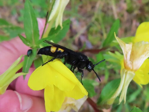 Scolia hirta