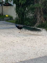 Pavo cristatus × muticus