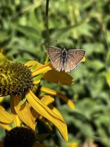 iNaturalist observation photo of Tharsalea