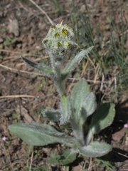 Senecio integerrimus exaltatus