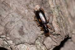 Dromius fenestratus