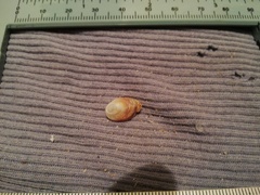 Pilosabia trigona