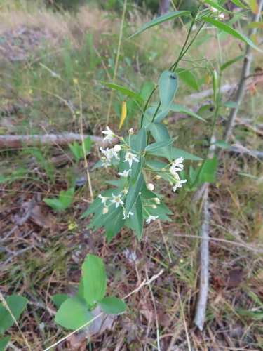 Swallow-wort