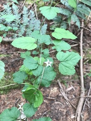 Rubus neomexicanus