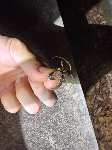 Acalolepta sublusca