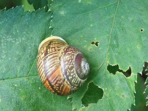 Copse Snail