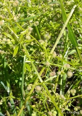 Galium parisiense