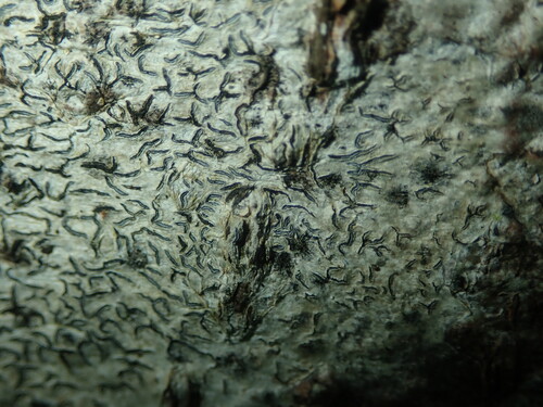 Stigmidium microspilum