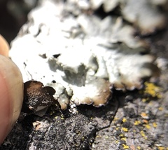 Punctelia stictica