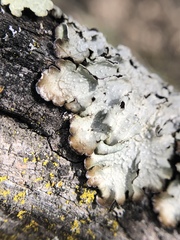 Punctelia stictica