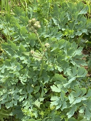Lomatium californicum
