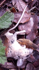 Peromyscus californicus