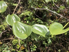 Smilax melastomifolia