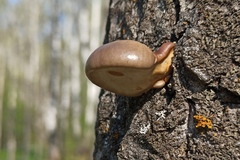 Pleurotus calyptratus