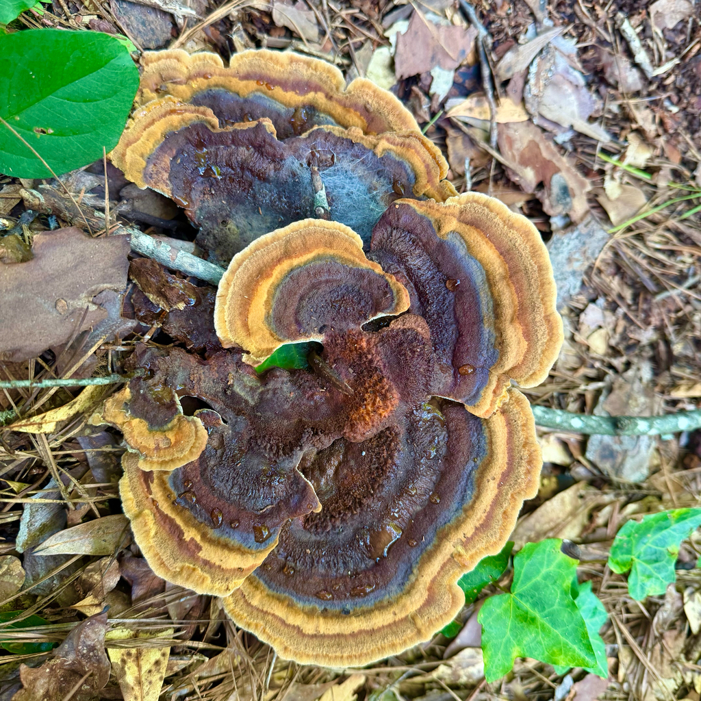 Phaeolus tabulaeformis · July 2026 · photo: Photo: (c) Dan Vickers, some rights reserved (CC BY) · iNaturalist