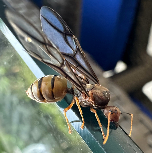 African Weaver Ant