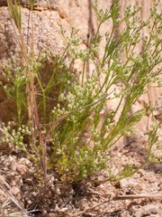 Spermolepis lateriflora