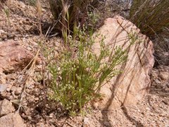 Spermolepis lateriflora