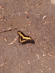 Papilio rumiko image