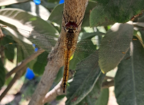 Wandering Glider