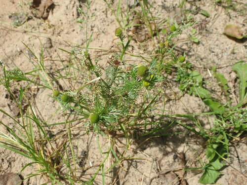 pineapple-weed