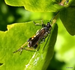 Callimoxys fuscipennis