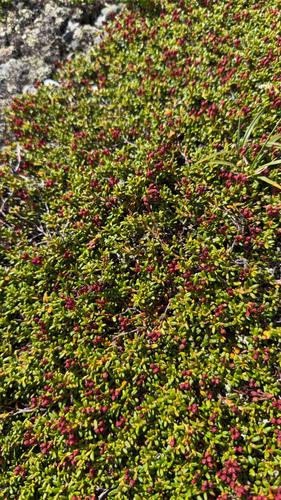 alpine azalea