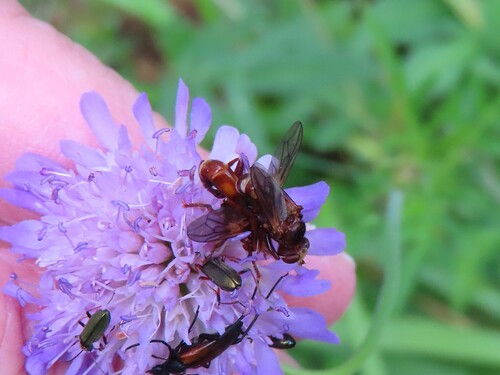 Ferruginous Bee-Grabber