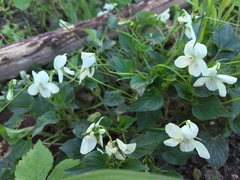 Viola alba