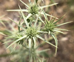 Eryngium aristulatum