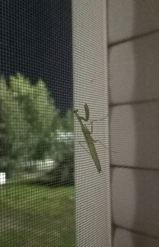 European Mantis