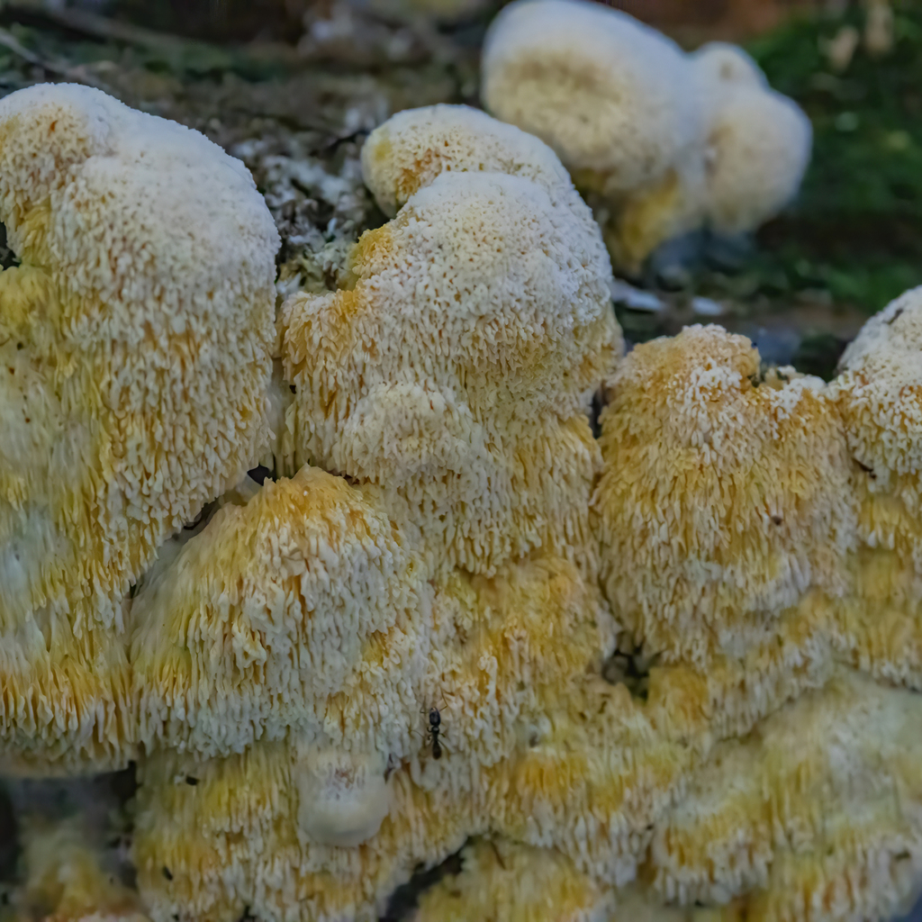 Fibroporia radiculosa · July 2026 · photo: Photo: (c) Dan Vickers, some rights reserved (CC BY) · iNaturalist