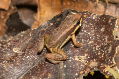 Allobates insperatus