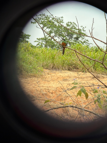 Rufous-tailed Jacamar