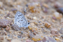 Leptotes cassius cassius