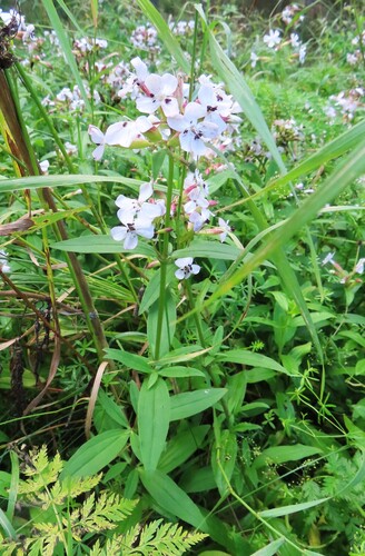 Soapwort Anther Smut