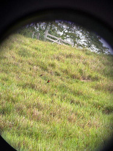 Red-breasted Meadowlark