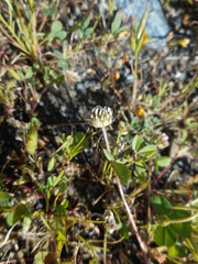 Trifolium microdon