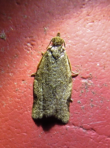 Greenish Apple Moth photo 3