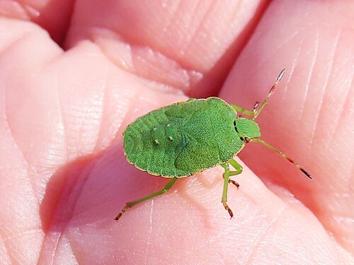 Green Shield Bug